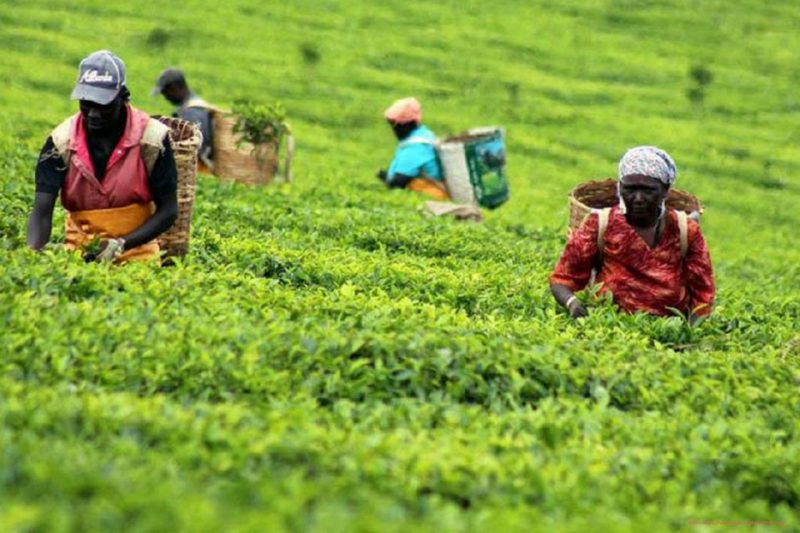 tea plantation Kenya