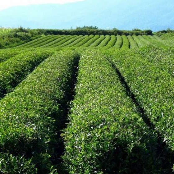 Чайные плантации Чакви