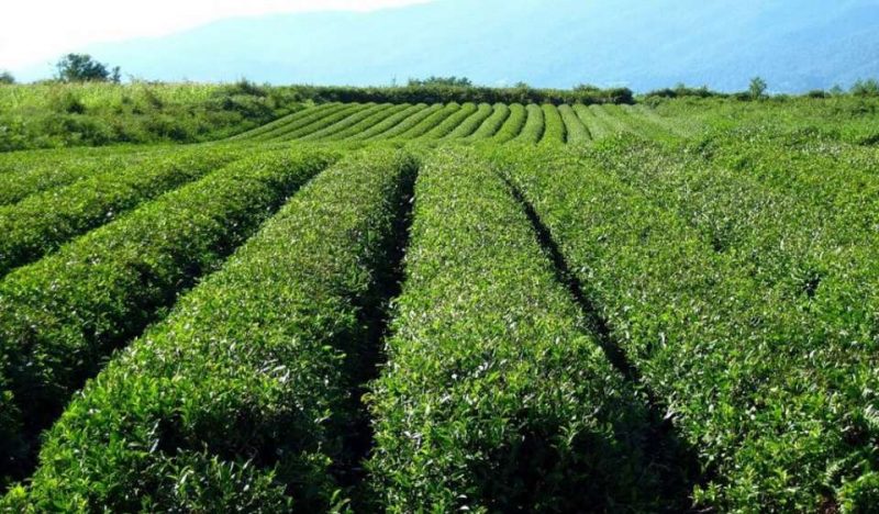 Чайные плантации Чакви