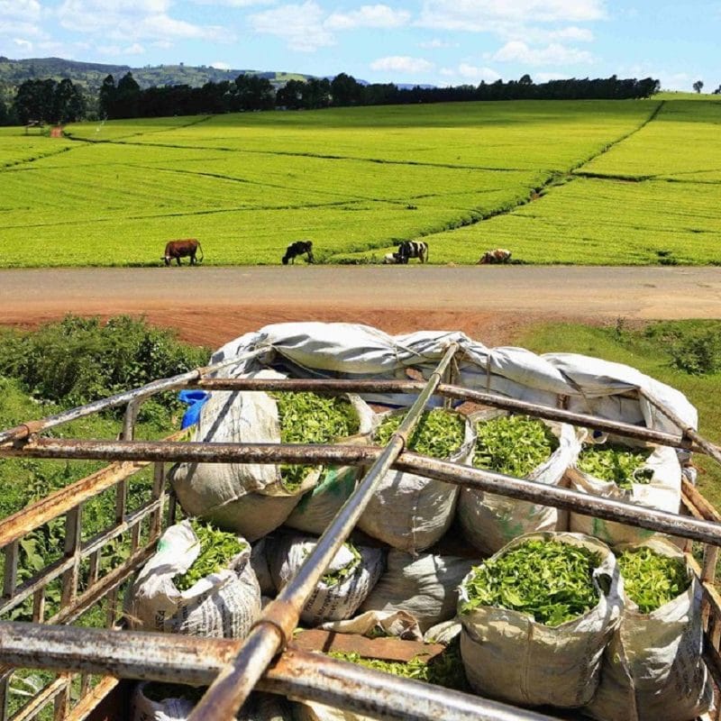 Экспортеры чая