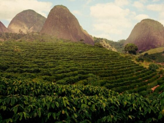 Кофейные плантации в Бразилии