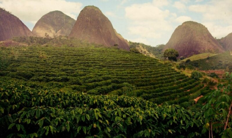 Кофейные плантации в Бразилии