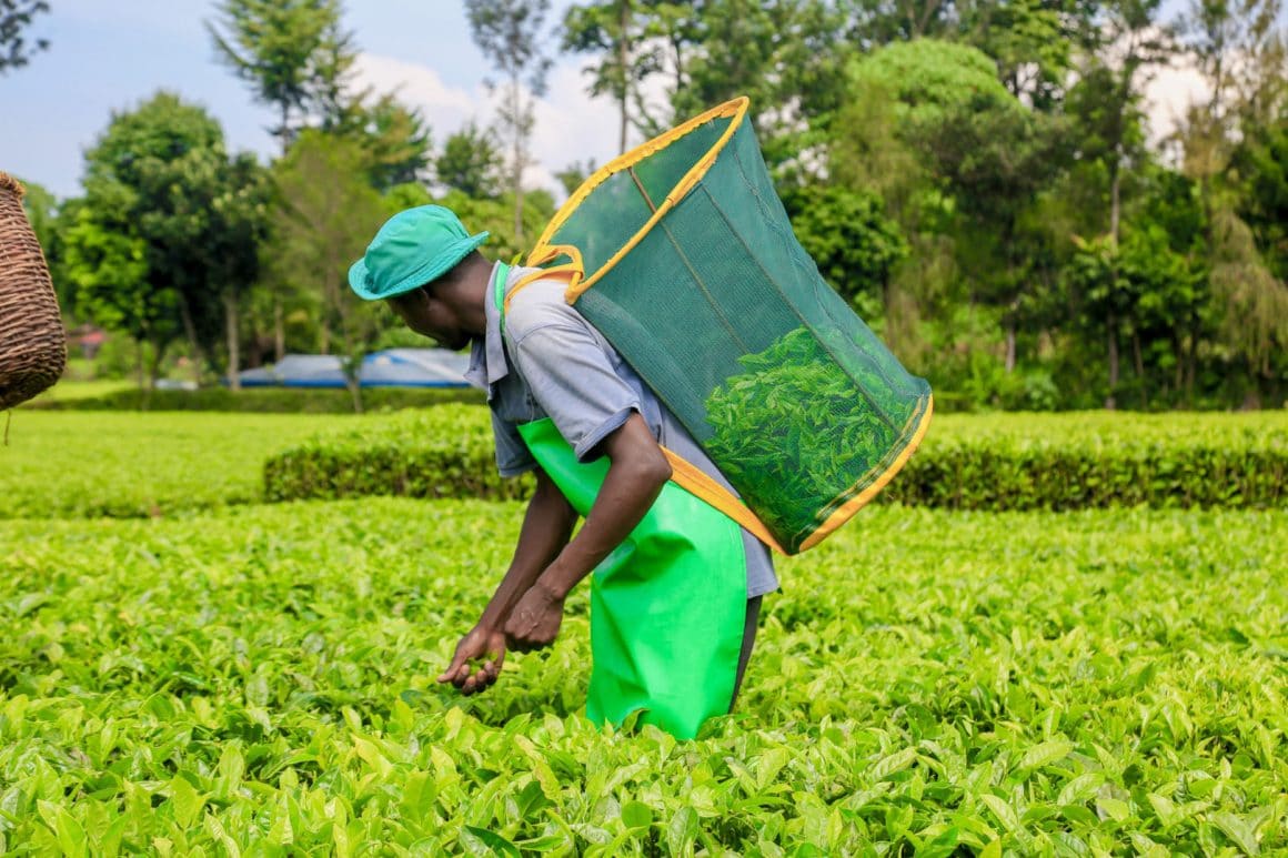 Сборщик чая на плантации в Кении
