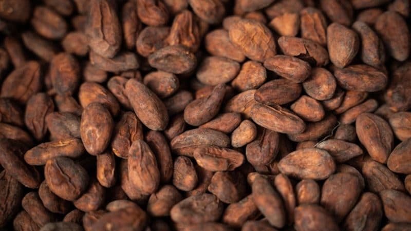 Высушенные бобы какао