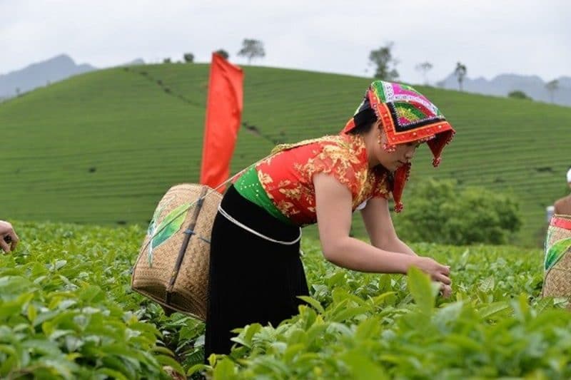 Вьетнам - сборщица чая на плантации