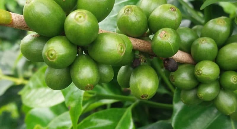 Зеленые ягода кофе на ветке