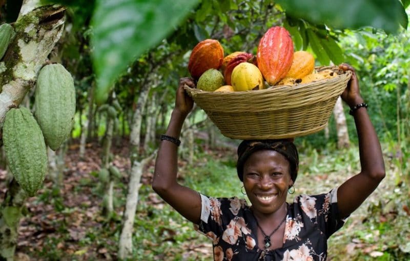 Кот-д-Ивуар - сборщица какао