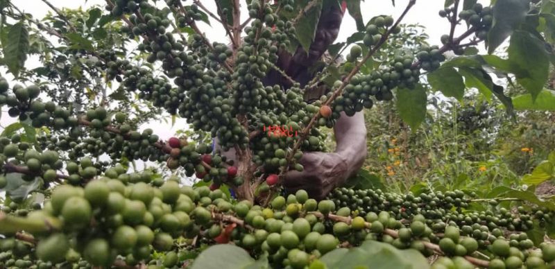 Руанда - сбор кофе
