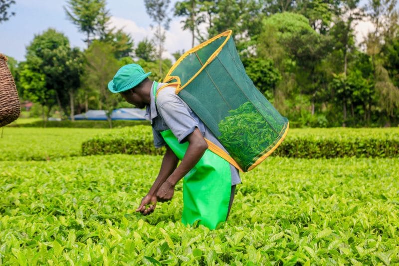 Сборщик чая на плантации в Кении