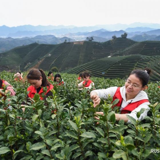 Сбор чая в Китае