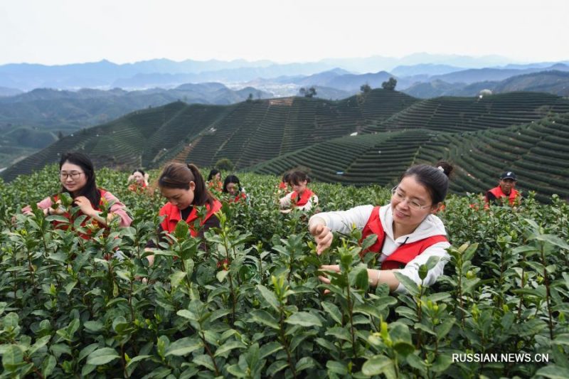 Сбор чая в Китае