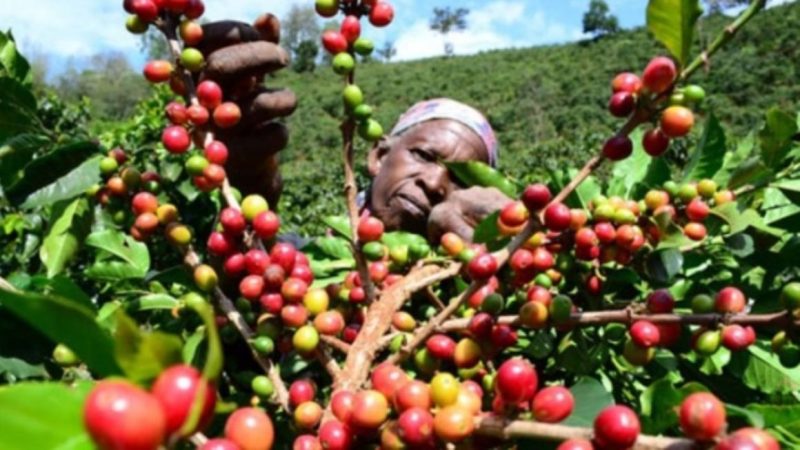 Танзанийский кофе