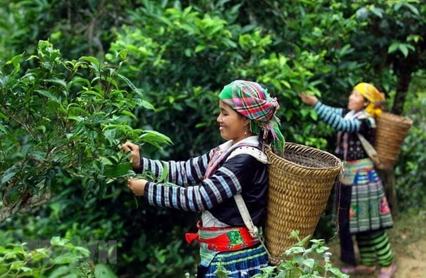 Сбор чая во Вьетнаме