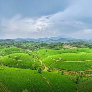 Вьетнамское чайное путешествие
