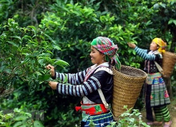 Сбор чая во Вьетнаме