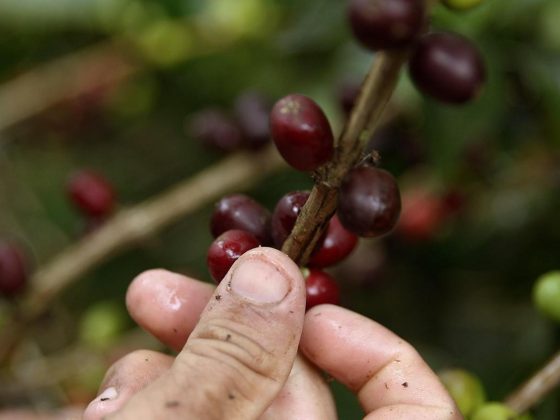 Coffee-production-in-Colombia
