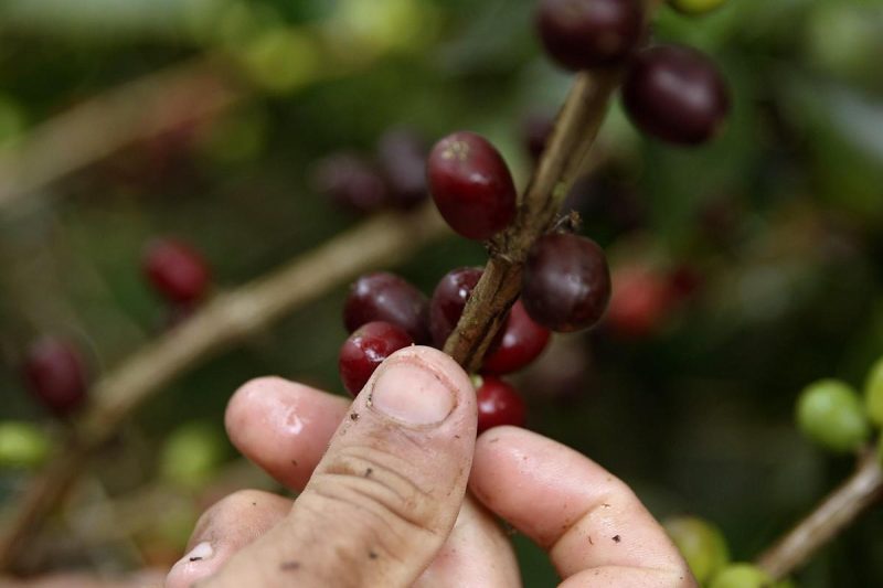 Coffee-production-in-Colombia