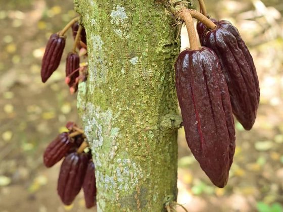 cocoa-colombia-nature-fruit-cultivation