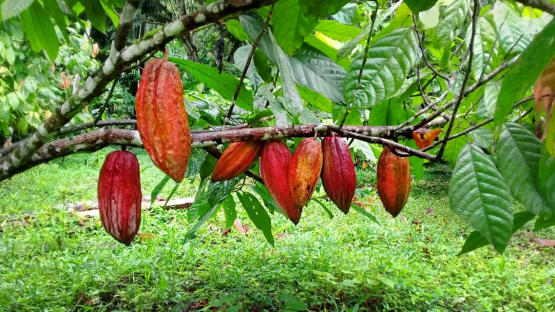 cocoa-tree