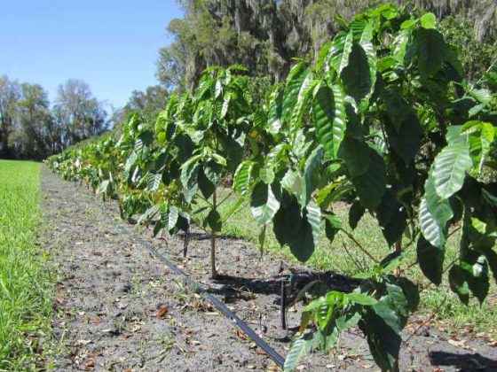 Coffee plants growing in Florida field