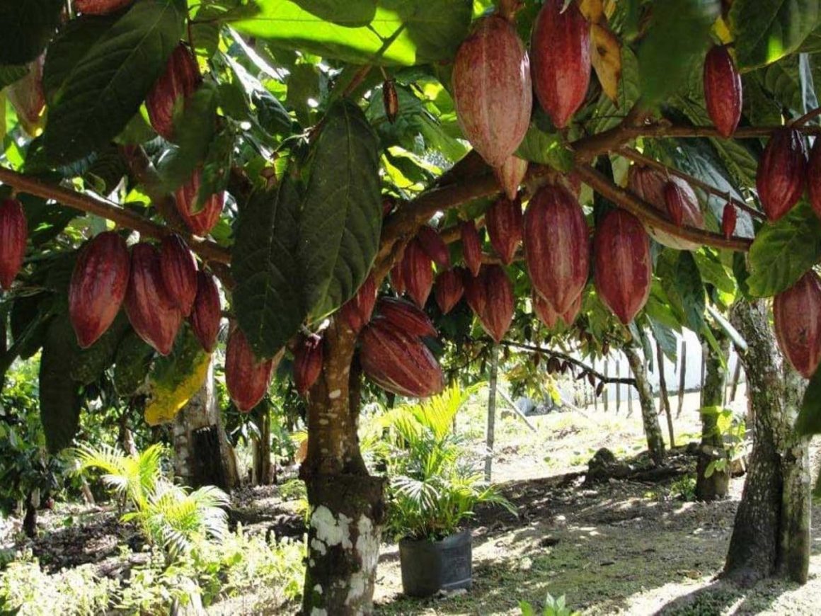 Какао бобы дерево где растут фото