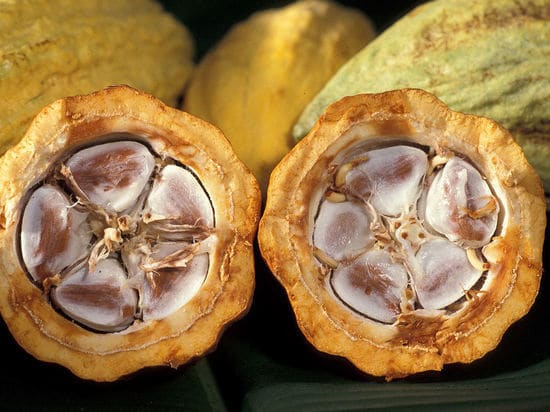 Какао-плод в разрезе