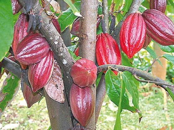 Cocoa плоды