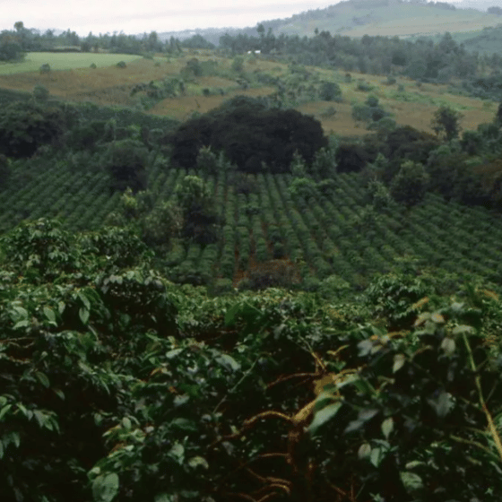 Coffee_plantation_in_Tanzania