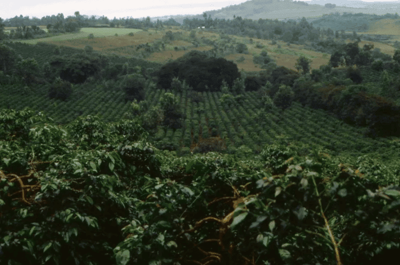 Coffee_plantation_in_Tanzania