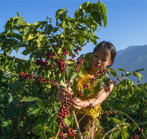Выращивание кофе в Китае