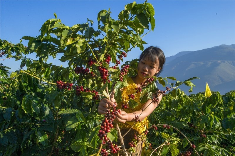 Выращивание кофе в Китае