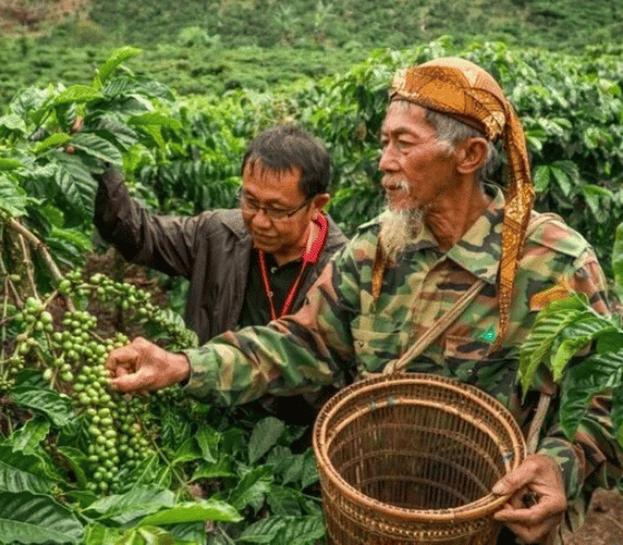 Сбор кофе в Индонезии