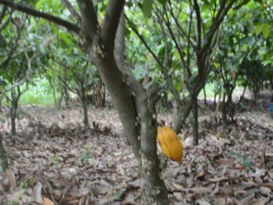 Flaws-in-Ghanas-cocoa-industry