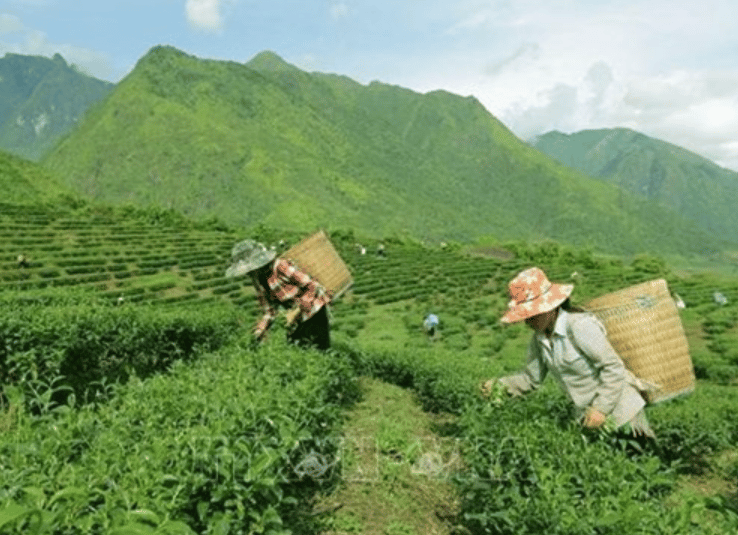 Vietnam tea plantations