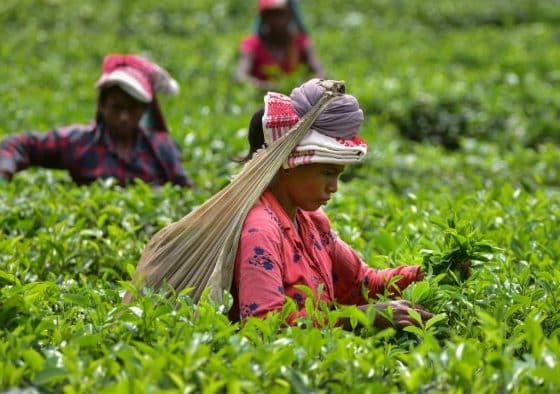 tea-garden-india