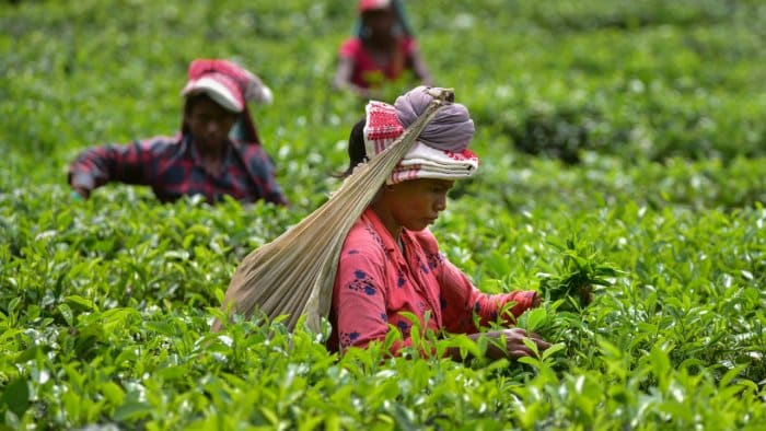 tea-garden-india