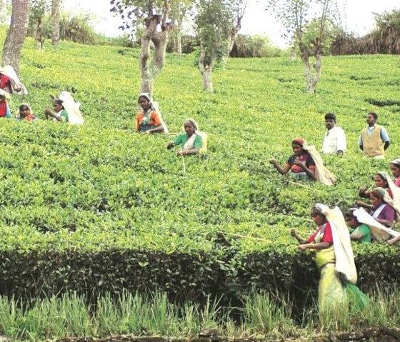 Сбор чая в Дарджилинге