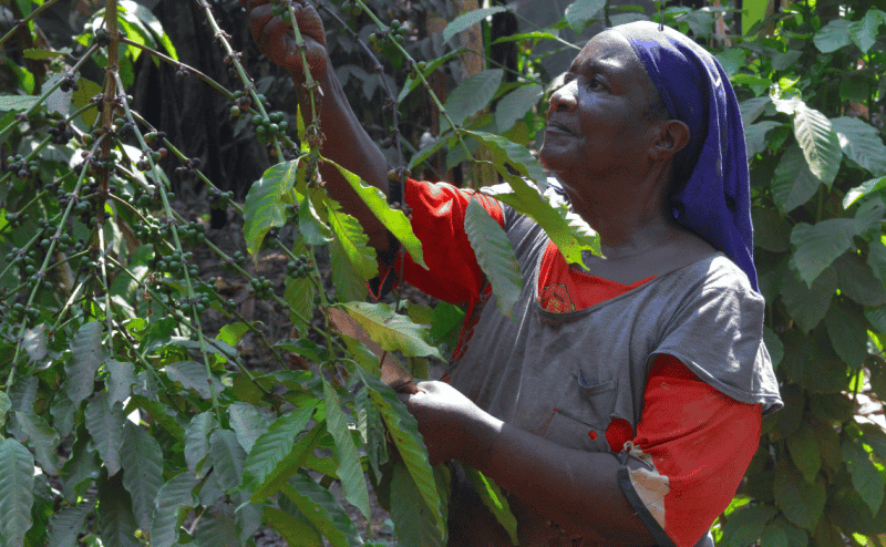 Coffee in Uganda