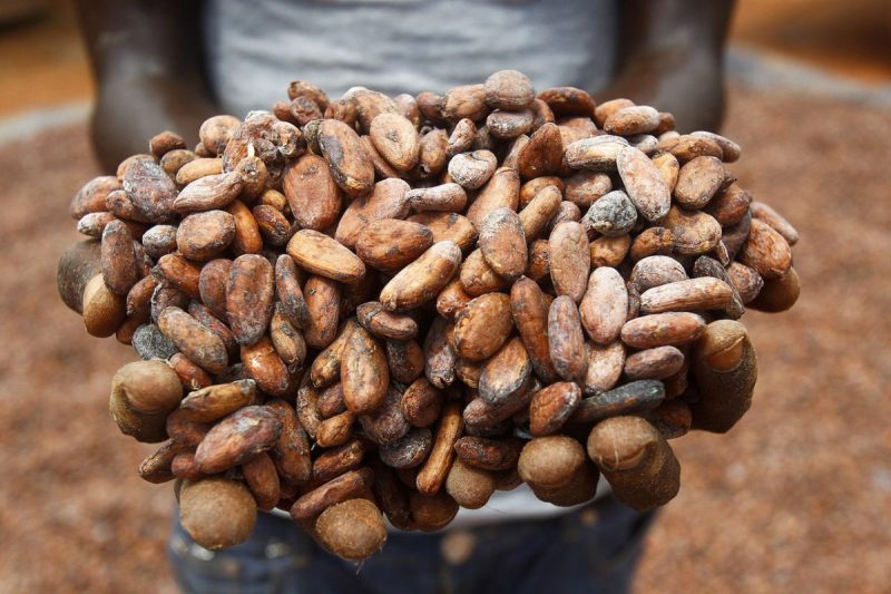 Какао-бобы в ладонях