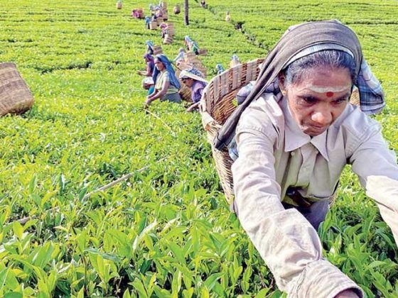Сборщицы чая на плантации в Шри-Ланке