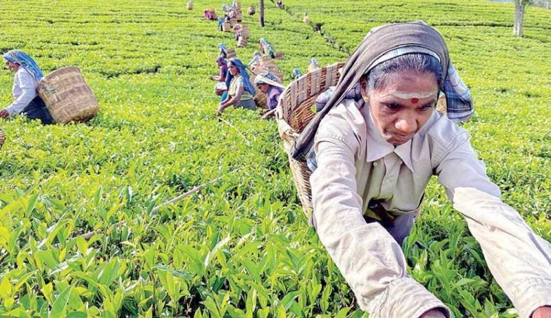 Сборщицы чая на плантации в Шри-Ланке
