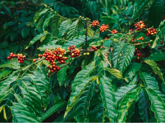Vietnam-Coffee-Tree