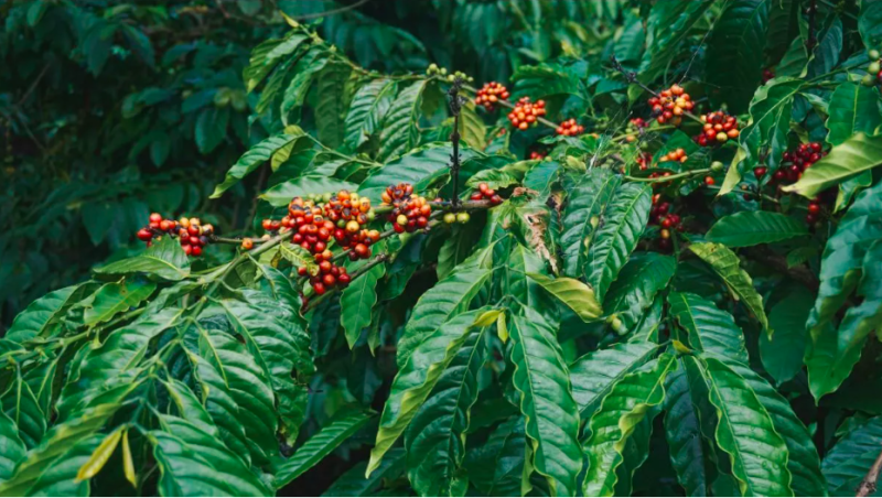 Vietnam-Coffee-Tree