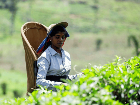 Сборщица чая на плантации в Шри-Ланке