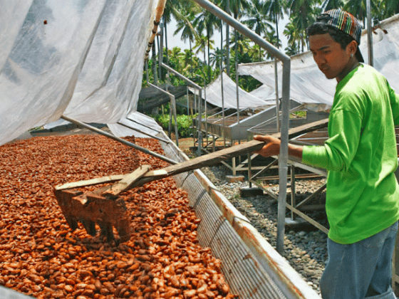 Сушка какао-бобов на Филиппинах