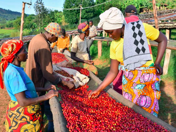 Аукцион Бурунди для женщин-фермеров 1