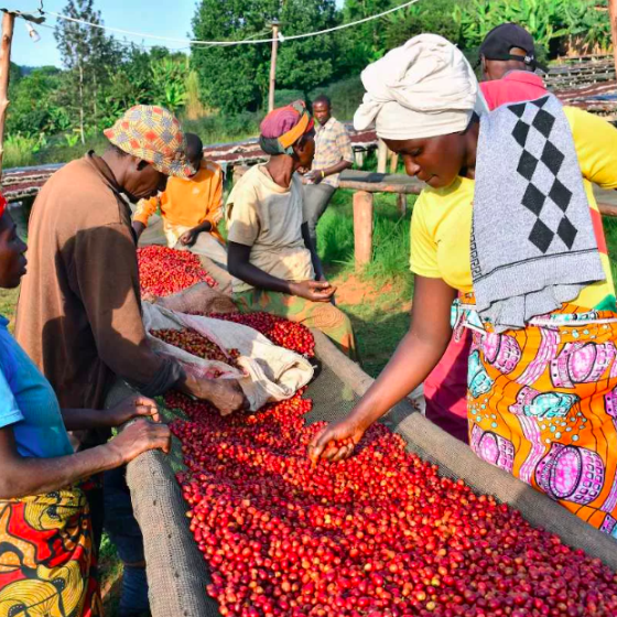 Аукцион Бурунди для женщин-фермеров 1