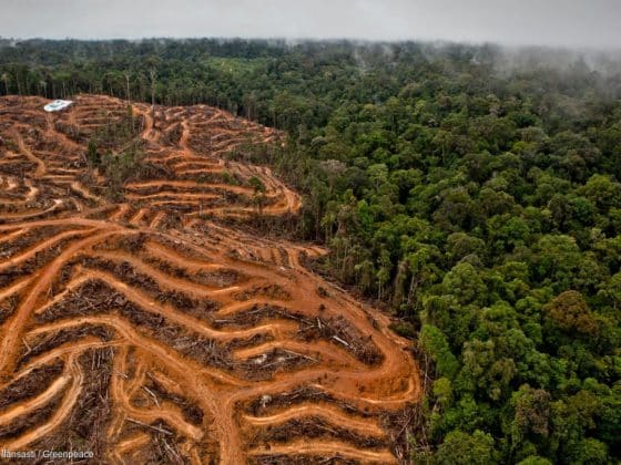 Вырубка лесов в Африке