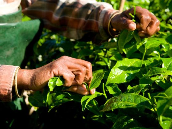 freepik-tea-plantation-woman-hands-harvesting