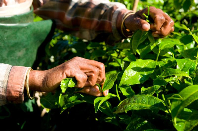 freepik-tea-plantation-woman-hands-harvesting